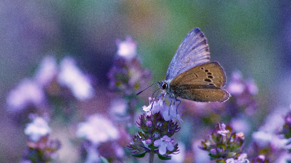 Alam tanaman fotografi padang rumput
