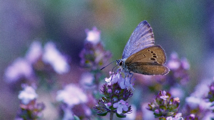 Doğa bitki fotoğrafçılık çayır
 Fotoğraf