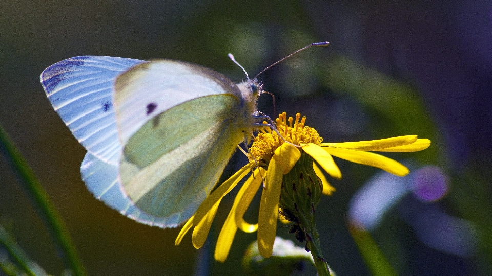 Natura zakład fotografia łąka
