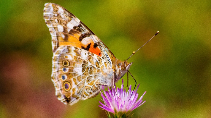 Foto Natureza asa fotografia flor