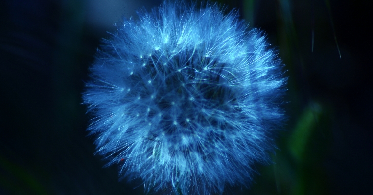 Light dandelion sunlight flower Photo