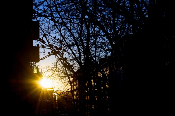 Tree bird light sky Photo