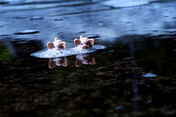 海 水 自然 甘い 写真