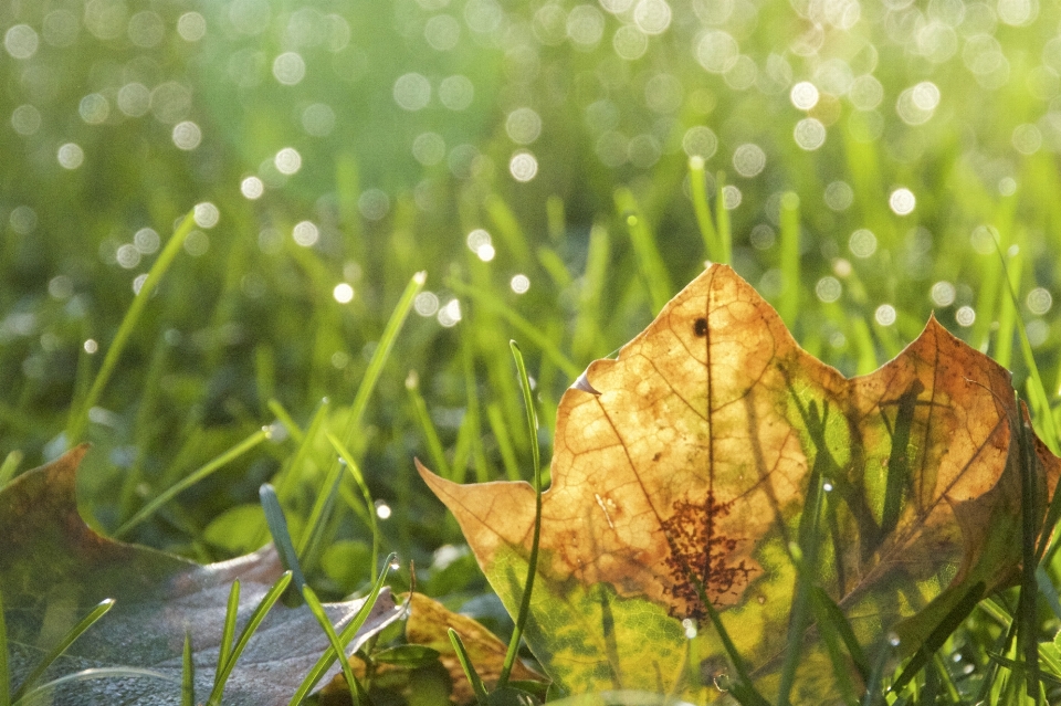 Baum natur gras zweig