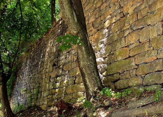 Foto árbol naturaleza bosque rock