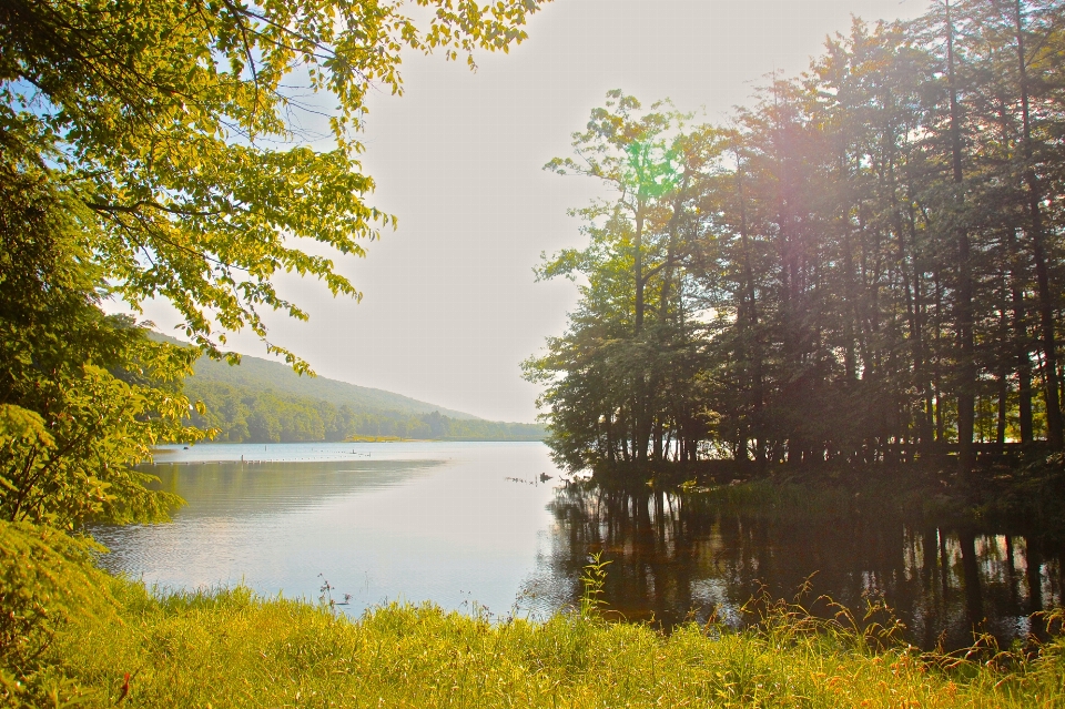 Krajobraz drzewo woda natura