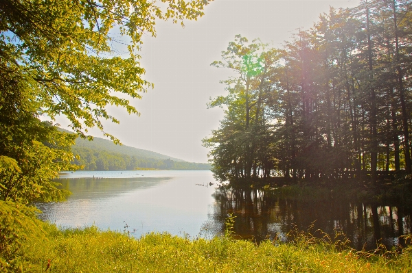 Landscape tree water nature Photo