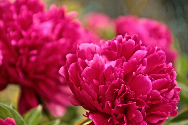 Blossom plant flower petal Photo