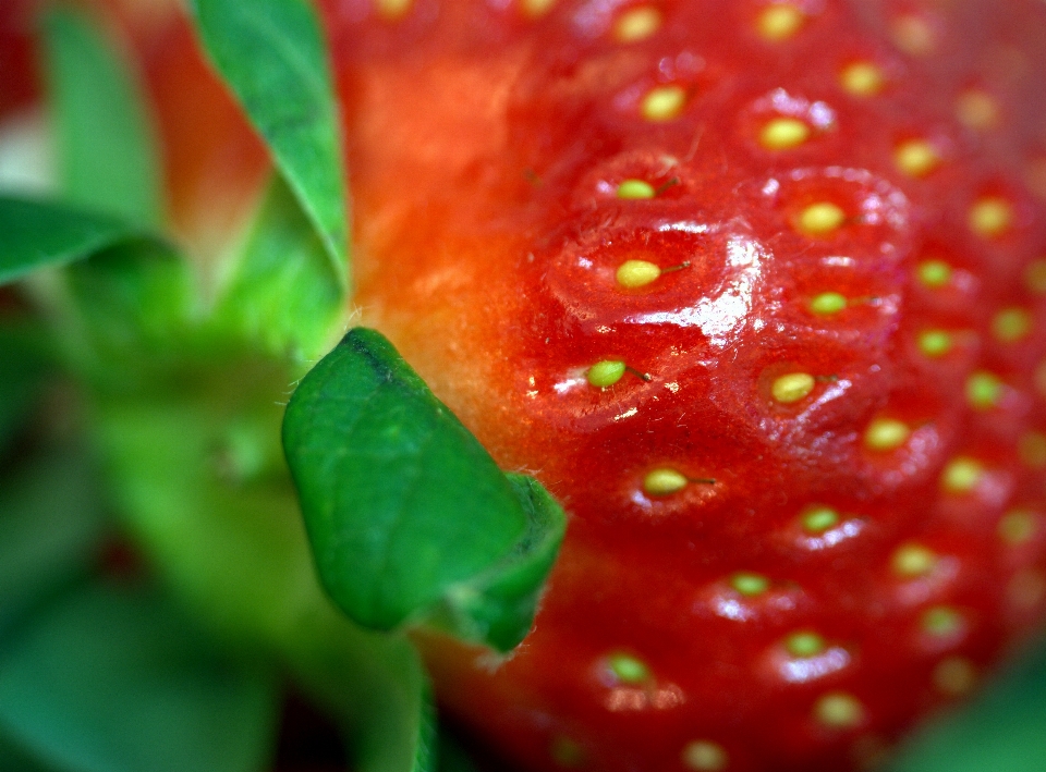 Plant fruit leaf flower