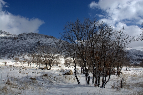 Landscape tree nature wilderness Photo