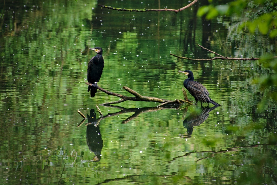 Agua naturaleza pantano rama