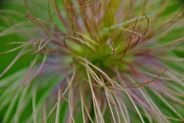 Tree nature grass branch Photo