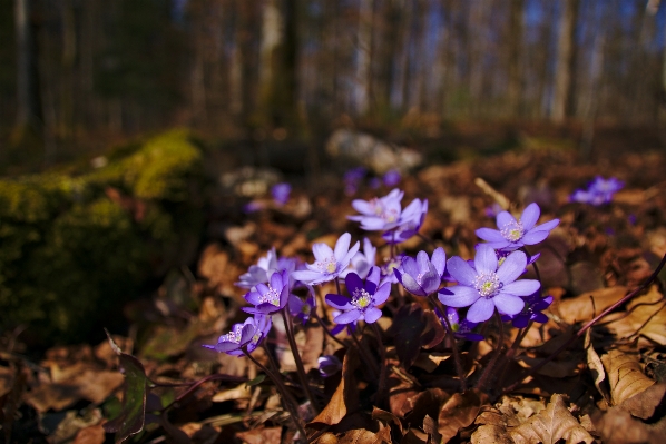 Foto árvore natureza floresta florescer