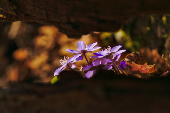 Nature branch blossom light Photo