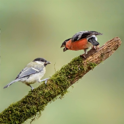 Natur zweig vogel tierwelt Foto