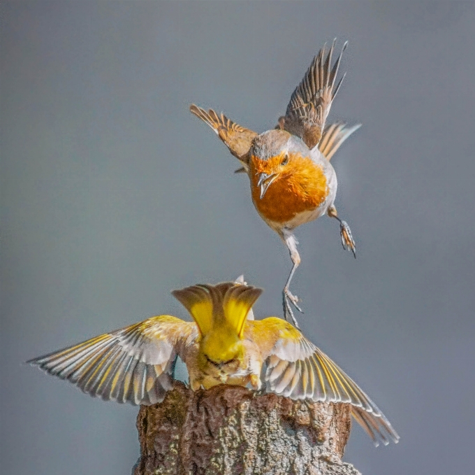 Bird wing wildlife beak