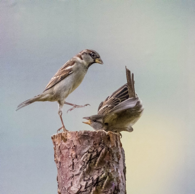 Burung sayap margasatwa paruh