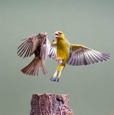 Bird wing beak flight Photo