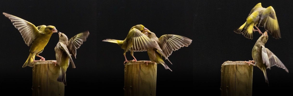 鳥 羽 花 野生動物 写真