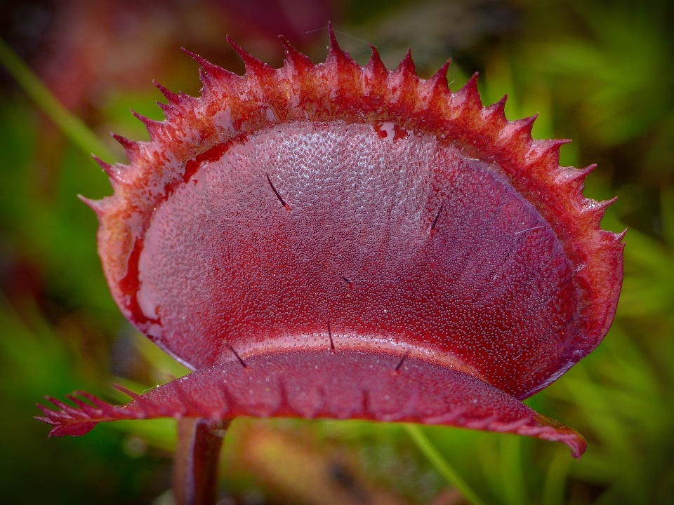 Natureza plantar fotografia folha