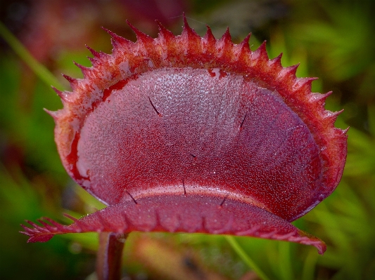 Nature plant photography leaf Photo