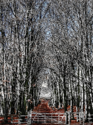 树 分支 雪 冬天 照片