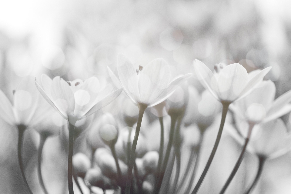 Zweig blüte schwarz und weiß
 anlage