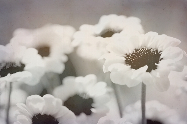 Snow black and white plant Photo