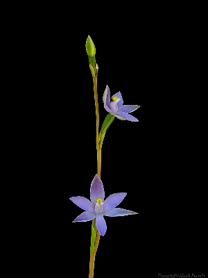 植物 花 花弁 フローラ 写真