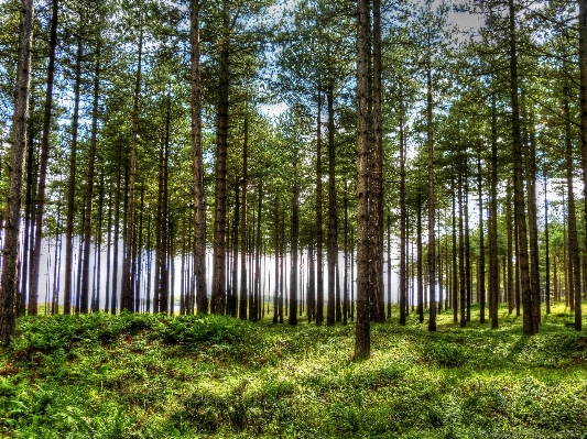 Landscape tree forest grass Photo