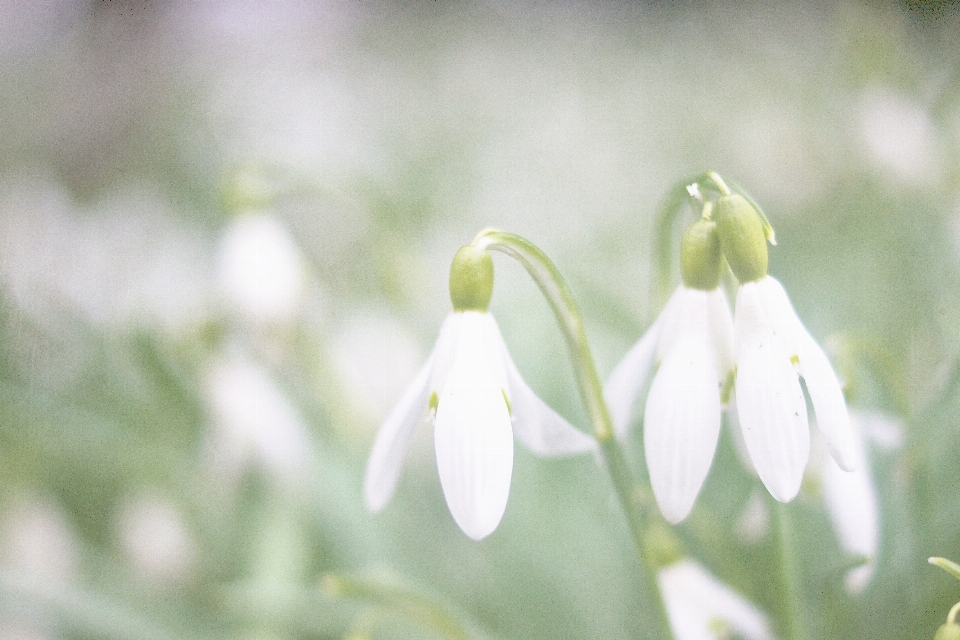 Nature blossom plant flower