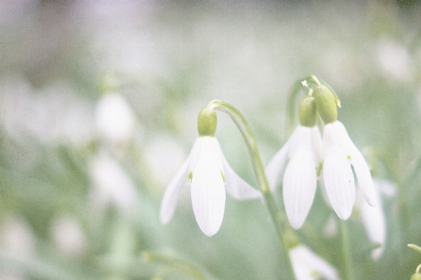 自然 花 植物 花弁 写真