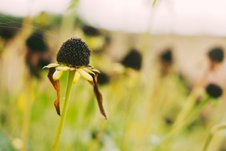 Plant photography meadow leaf