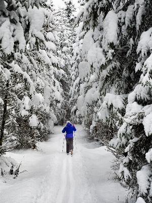 Foto árbol nieve invierno clima