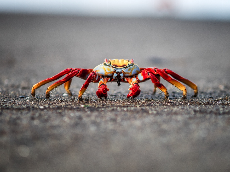 Pantai laut pasir makanan