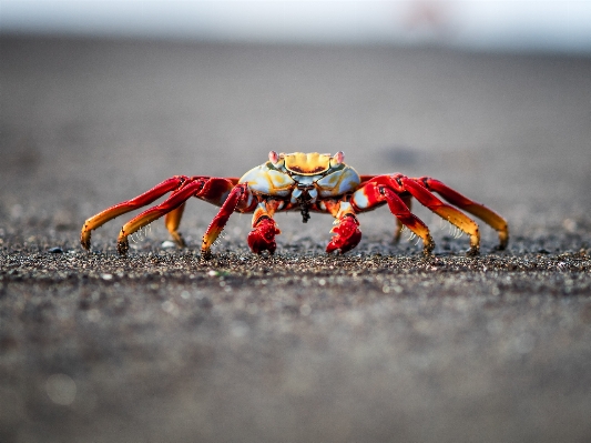 Beach sea sand food Photo