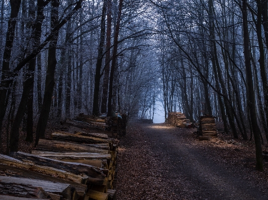 Tree nature forest path Photo