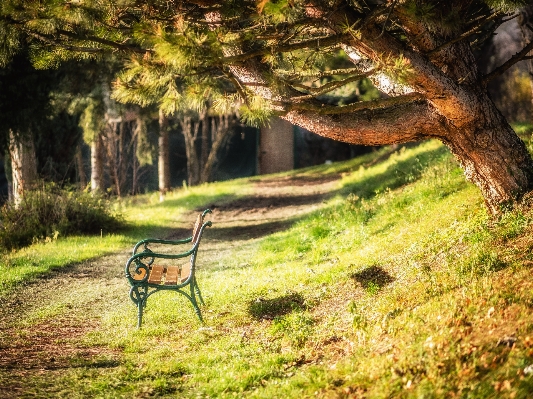 Tree nature forest grass Photo