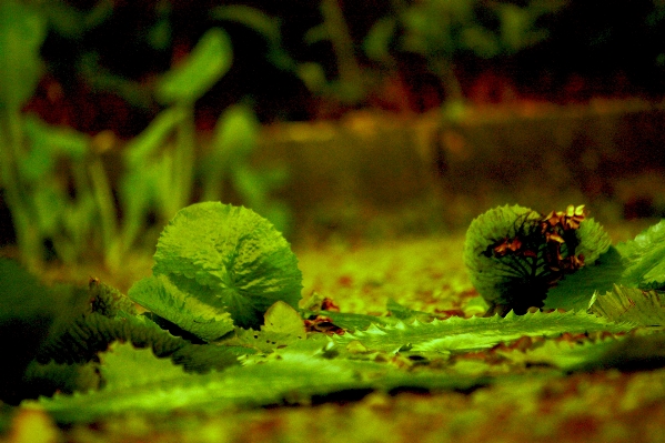 Water nature forest plant Photo