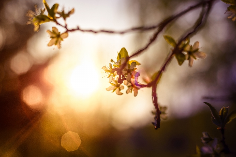 Tree nature branch blossom