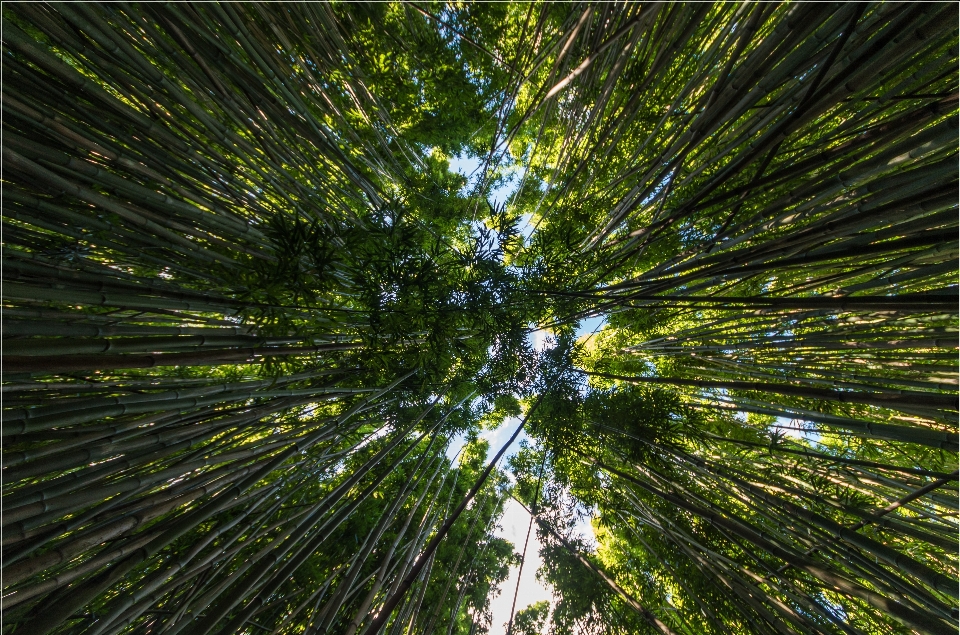 Albero natura foresta erba