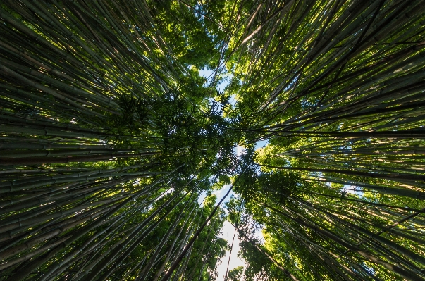 Tree nature forest grass Photo