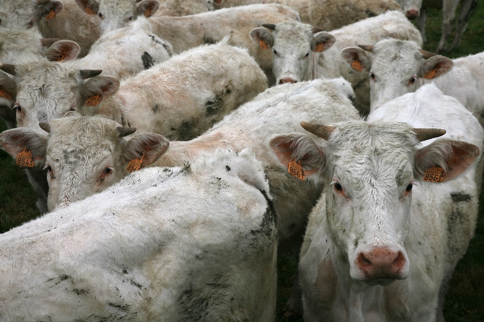 Countryside horn cow herd