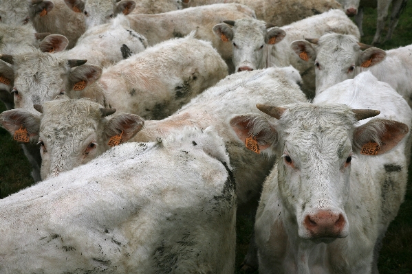 Countryside horn cow herd Photo