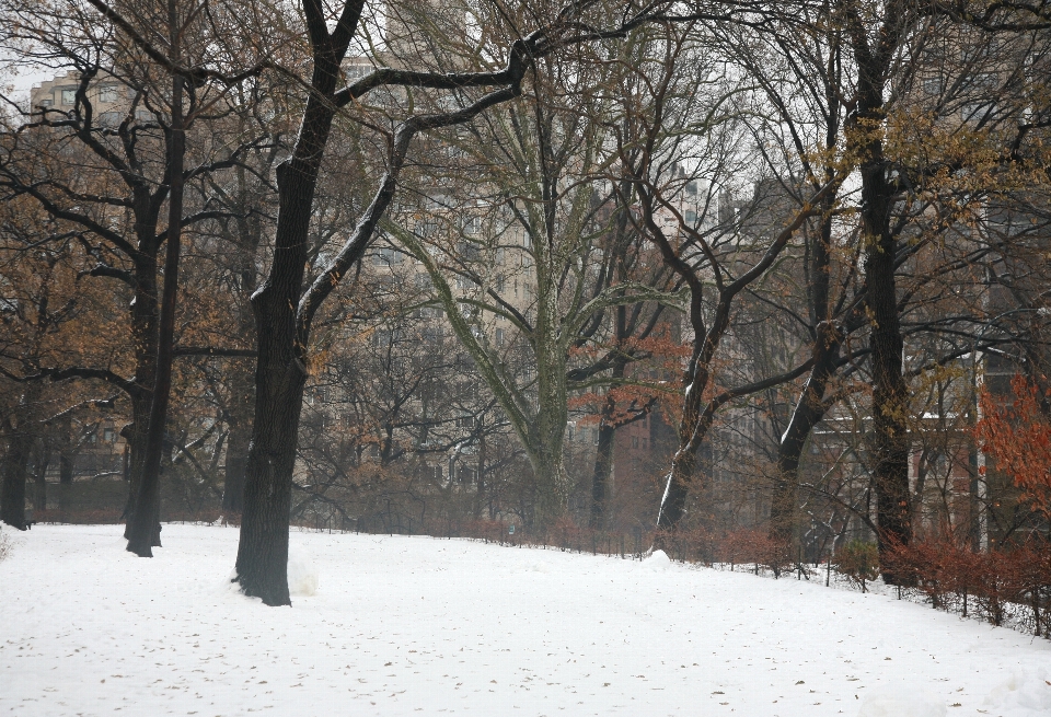 Albero foresta ramo nevicare