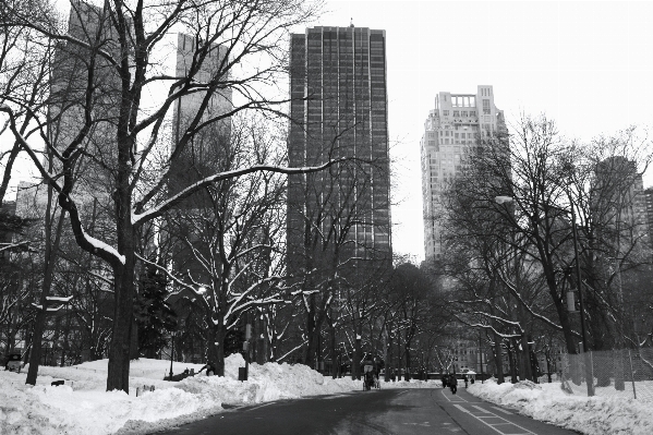 Tree snow winter black and white Photo