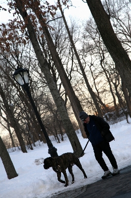 Tree snow winter manhattan Photo