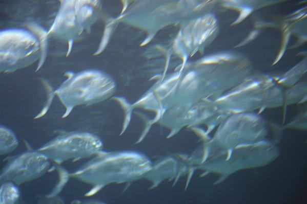 Underwater biology fish coral Photo