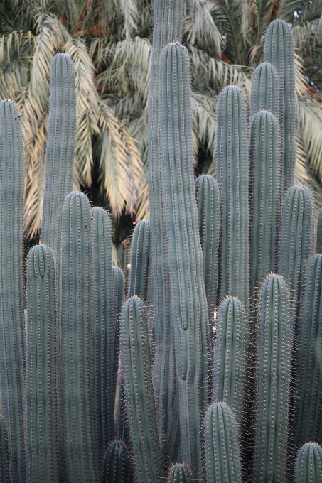 Cactus plant flower botany