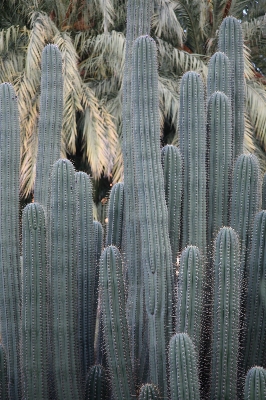 Foto Cacto
 plantar flor botânica
